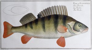 Abbor: utgitt av Black, ca. 1790 (trykk)